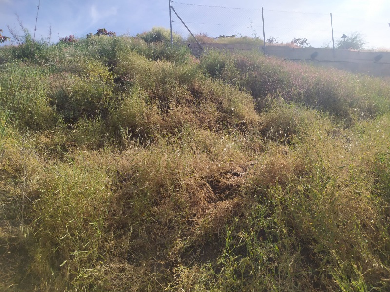 IMG-20260519-WA0021