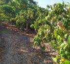 IMG-20260703-WA0009
